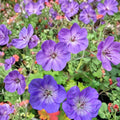 Azure Rush Geranium Seeds – 25+ Hardy Flower Seeds for Patio & Container Gardens