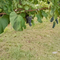 Black Manukka Seedless Grape Vine – 3 Gallon Live Plant | Self-Fertile Seedless Grapes for Home Garden