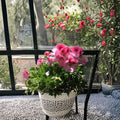 Martha Washington Geranium Cuttings – 4 Fresh Pelargonium Cuttings for Rooting | Mixed Color Regal Geraniums
