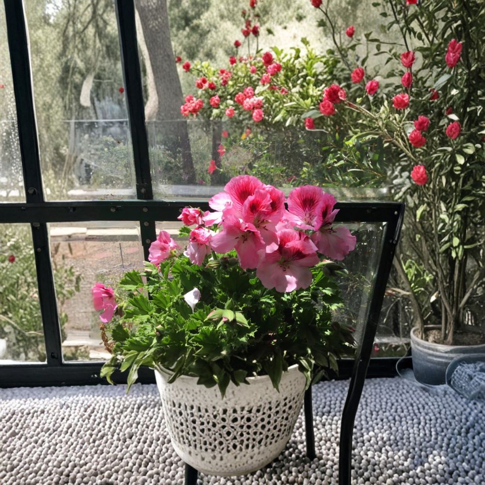 Martha Washington Geranium Cuttings – 4 Fresh Pelargonium Cuttings for Rooting | Mixed Color Regal Geraniums