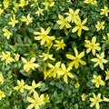 Parker’s Jasmine Dwarf Live Plant – Jasminum spp. | Yellow Fragrant Blooms | 8–12 Inches Tall | 4 Inch Pot