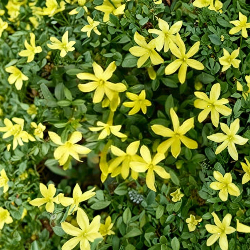 Parker’s Jasmine Dwarf Live Plant – Jasminum spp. | Yellow Fragrant Blooms | 8–12 Inches Tall | 4 Inch Pot
