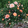 New Year Grandiflora Rose Live Bush Plant | 5 Gallon Orange Blooming Rose Shrub