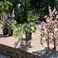 Tif Blue Blueberry Plant - 1 Gallon Live Rabbiteye Blueberry Bush