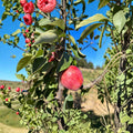 Almata Red Flesh Apple Tree – 3 Ft Semi-Dwarf Malus domestica with Pink Flesh Fruit