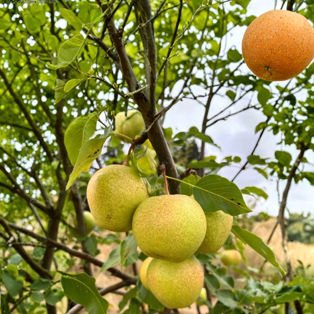 Emerald Crisp Asian Pear Tree Bare Root | Early Sweet Juicy Green Pear | 32–36 Inches Tall