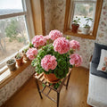 Geranium Flower Seeds – Pelargonium Ornamental Seeds | 100 Seeds | Balcony & Patio Friendly