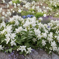 Arabian Jasmine Plant – Jasminum sambac Live Starter with Fragrant White Flowers