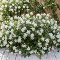 Arabian Jasmine Plant – Jasminum sambac Live Starter | Fragrant Indoor & Outdoor Flowering Plant
