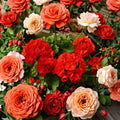 Red Geranium Seeds - 10 Premium Pelargonium x hortorum Flower Seeds for Patio & Hanging Baskets