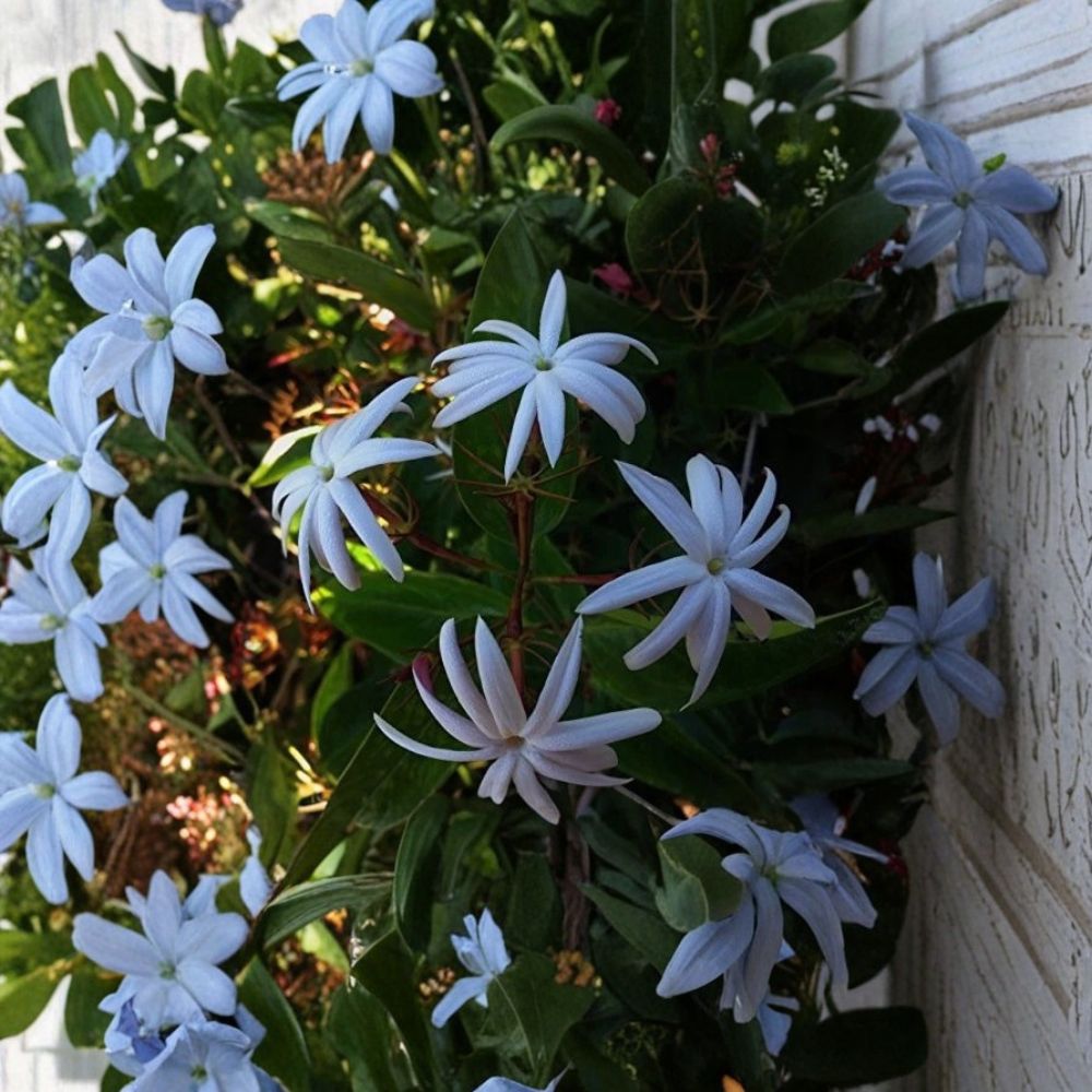 Angel Wing Jasmine Live Plant – Jasminum nitidum | 10–14 Inch Rooted Plant in 4 Inch Pot | Star Jasmine Vine for Indoor & Outdoor