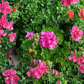 Hardy Pink Geranium Cuttings – 30 Fresh Pelargonium Cuttings for Patio & Garden