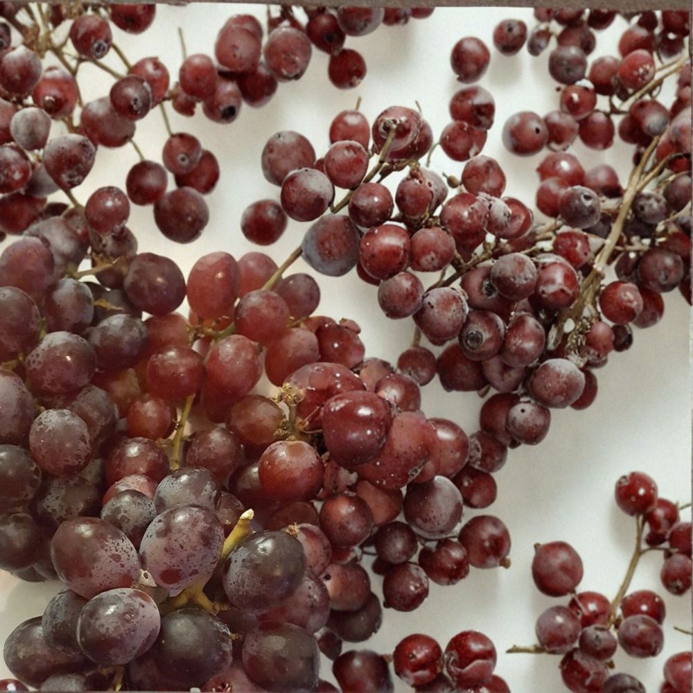 Red Globe Grape Vine – Vitis vinifera Live Plant | 3 Gallon Self-Fertile Fruit Vine