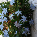 Angel Wing Jasmine Live Plant – Jasminum nitidum | 10–14 Inch Rooted Plant in 4 Inch Pot | Star Jasmine Vine for Indoor & Outdoor