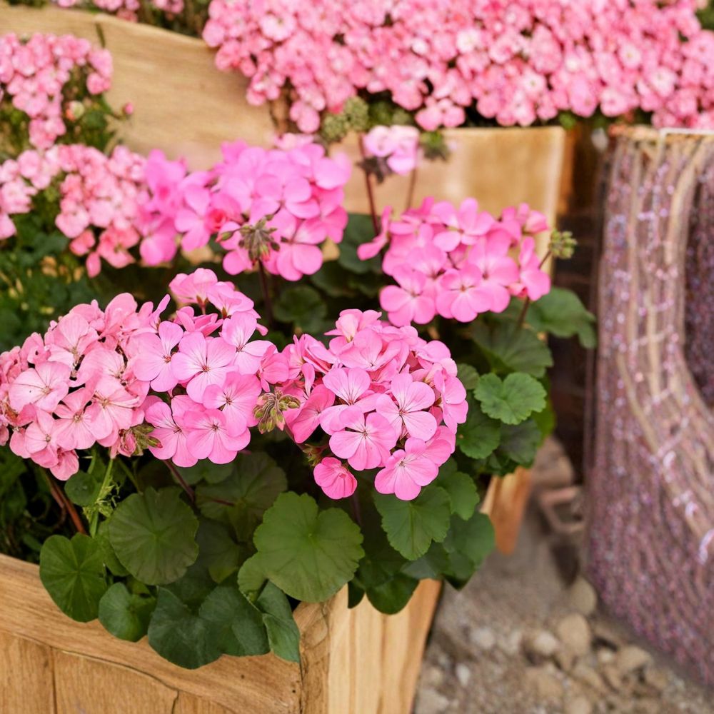 Geranium Pink Flame Starter Plant – Live Flowering Plant with Vibrant Pink & Red Blooms