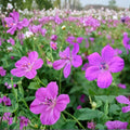 Danny Boy Geranium Seeds – 25+ Premium Pelargonium Flower Seeds for Garden & Patio