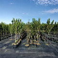 Flavortop Nectarine Tree – Prunus persica var. nucipersica | 4–6 Feet Tall | Sweet Freestone Nectarines | Self-Fertile
