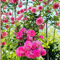 Seven Sisters Rose – Rosa multiflora Live Plant | Heirloom Pink Rambler Climbing Rose