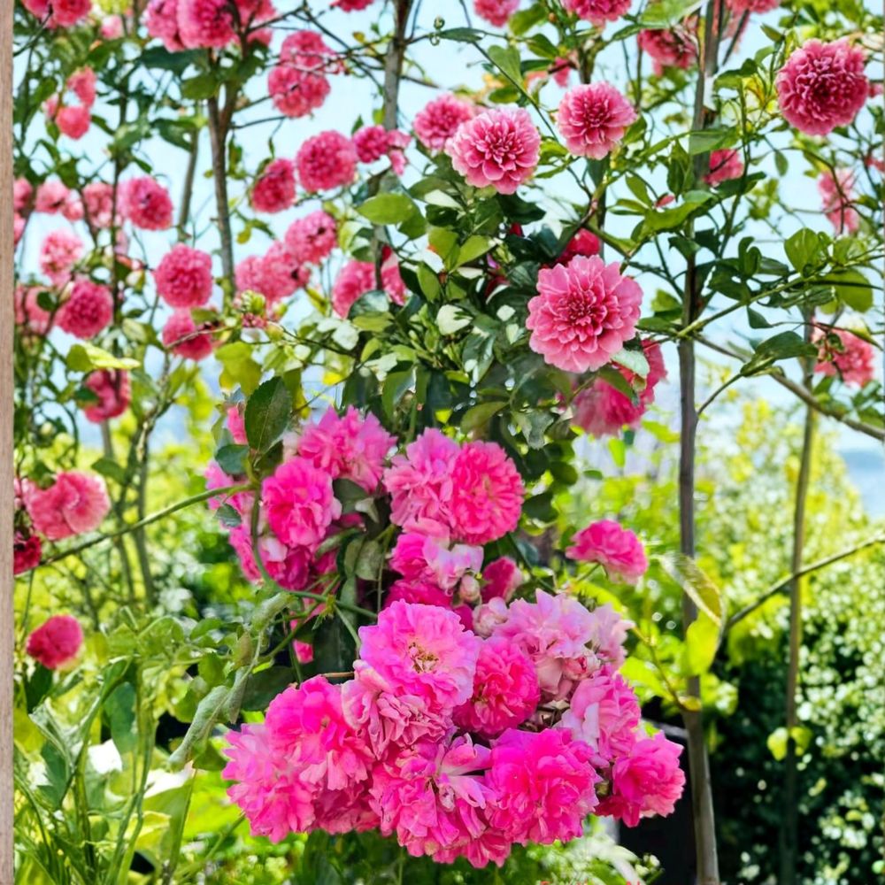 Seven Sisters Rose – Rosa multiflora Live Plant | Heirloom Pink Rambler Climbing Rose