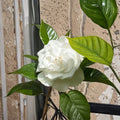Gardenia Cuttings – Gardenia jasminoides Unrooted Cuttings | 5–8 Inch | 10 Pack Heirloom August Beauty Cape Jasmine