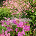 Westray Geranium Seeds - 25+ Premium Flower Seeds for Patio & Balcony