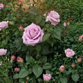 Blue Girl Rose – Mauve Lavender Hybrid Tea Rose Shrub | 3 Gallon Live Plant