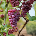 Yates Grape Cuttings – 5 Pack | Vitis rotundifolia Muscadine | Sweet Seeded Table Grape | Cold Hardy Southern Vine