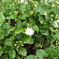 Arabian Jasmine Plant – Jasminum sambac Live in 1/2 Gallon Pot | Fragrant White Flowering Shrub