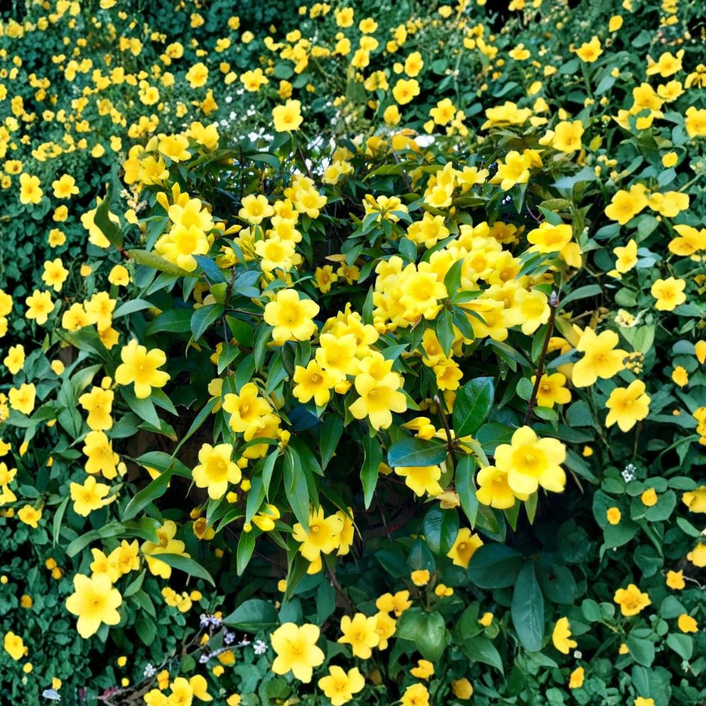 Carolina Jasmine Live Starter Plant | Gelsemium sempervirens Yellow Jessamine Vine