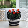 Geranium Black Velvet Red Pelargonium Seeds | 100 Coated Seeds | Chocolate & Green Foliage with Bright Red Blooms