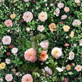 Apricot Drift Rose - Rosa Hybrid Live Shrub | 5 Gallon Disease Resistant Groundcover Rose