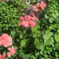 Salmon Pink Zonal Geranium Cuttings – 4 Live Pelargonium Starters | 8 Inch Hardy Blooming Plants