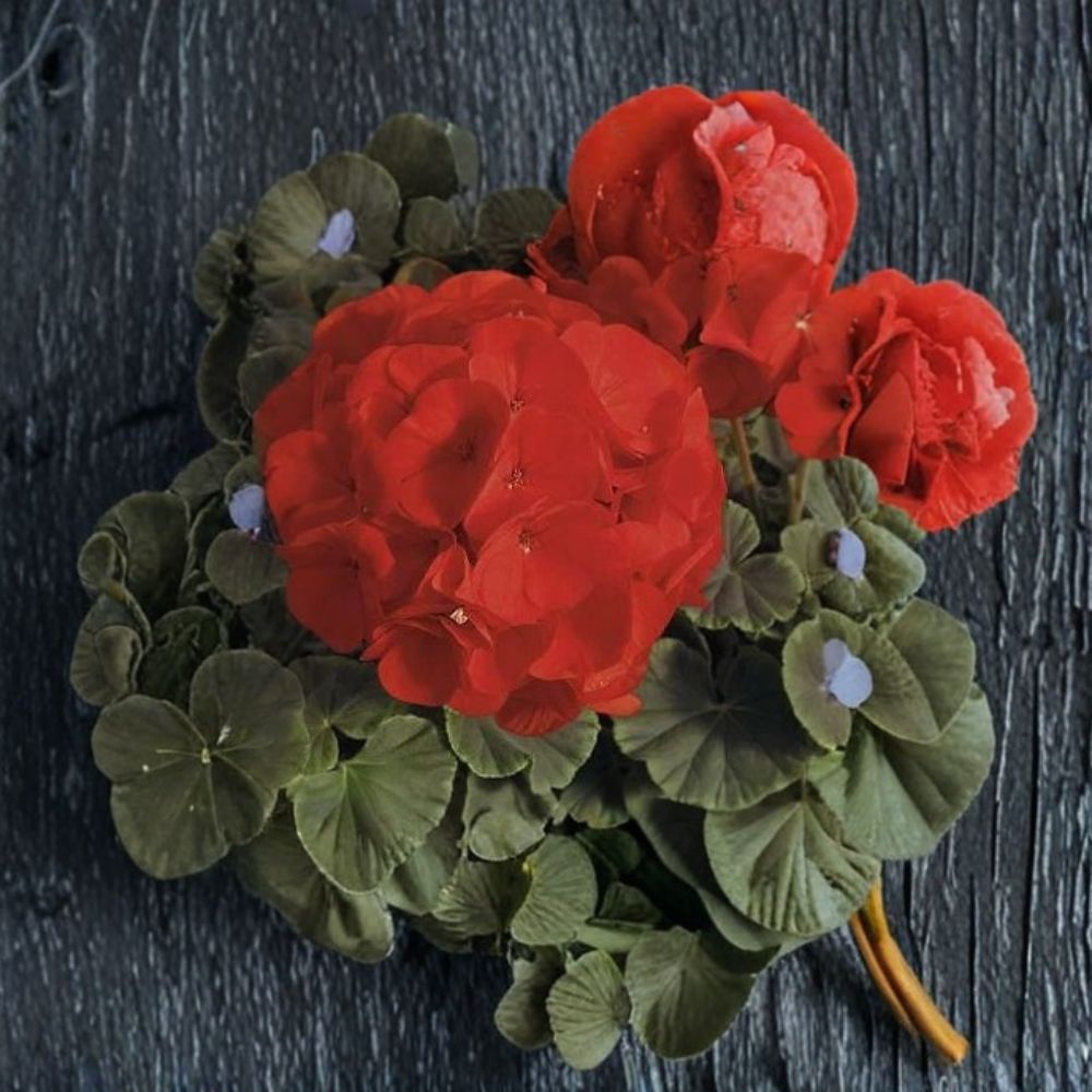 Geranium Bullseye Scarlet Pelargonium Seeds | 100 Premium Seeds | Scarlet Blooms & Chocolate Foliage