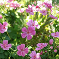 Herb Robert Seeds – Geranium Robertianum | Shade Loving Medicinal & Edible Wildflower