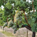 Sauvignon Blanc Grape Vine – Live Potted Plant for Home Winemaking & Garden Trellis