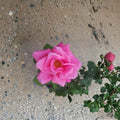 Perfume Delight Hybrid Tea Rose - 5 Gallon Live Bush Plant with Fragrant Pink Blooms