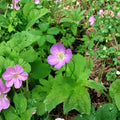 Wild Geranium Bare Roots – Geranium maculatum Cranesbill | 10 Bare Roots | Shade Garden Perennial