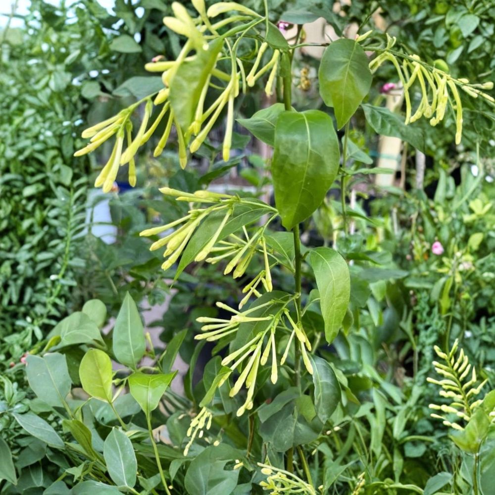 Night Blooming Jasmine Live Starter Plants – Cestrum nocturnum, Set of 2, 3–8 Inches Tall, Fragrant Evergreen Shrubs