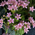Geranium yoshinoi Seeds – Hardy Creeping Pink Perennial Groundcover