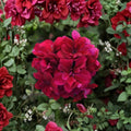 Burgundy Geranium Starter Plant – Live Flowering Pelargonium with Deep Burgundy Blooms