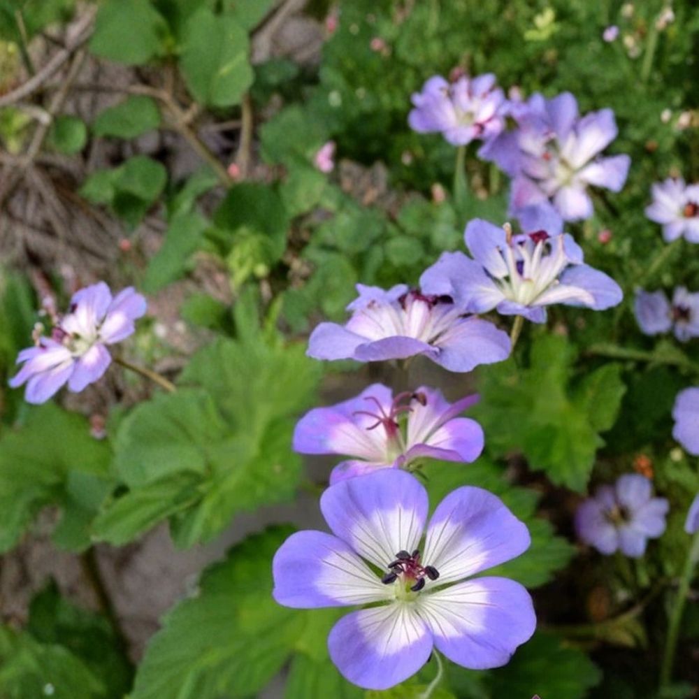 Buxton's Blue Geranium Seeds – 25+ Premium Pelargonium Seeds for Patio & Garden