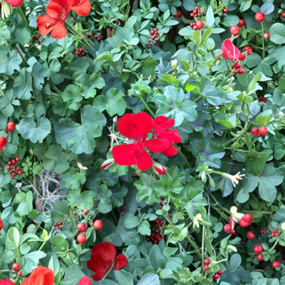 Ivy Zonal Geranium Deep Velvet Red – 6 Fresh Pelargonium Cuttings for Trailing Gardens