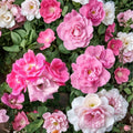 Pink Knock Out® Rose – Rosa 'RADcon' Live Shrub | 3 Gallon Medium Pink Flowering Rose Bush