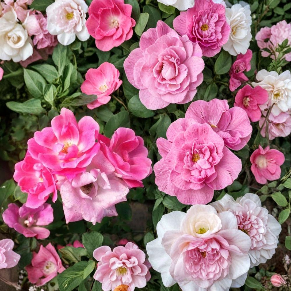Pink Knock Out® Rose – Rosa 'RADcon' Live Shrub | 3 Gallon Medium Pink Flowering Rose Bush