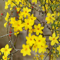 Winter Jasmine Plant – Jasminum nudiflorum in Quart Pot | Yellow Winter Blooming Vine | Hardy Outdoor Shrub