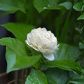 Grand Duke of Tuscany Jasmine – Jasminum sambac Live Starter Plant with Double White Fragrant Flowers