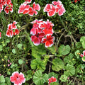 Rare Red & White Zonal Geranium Cutting | Live Pelargonium Starter Plant