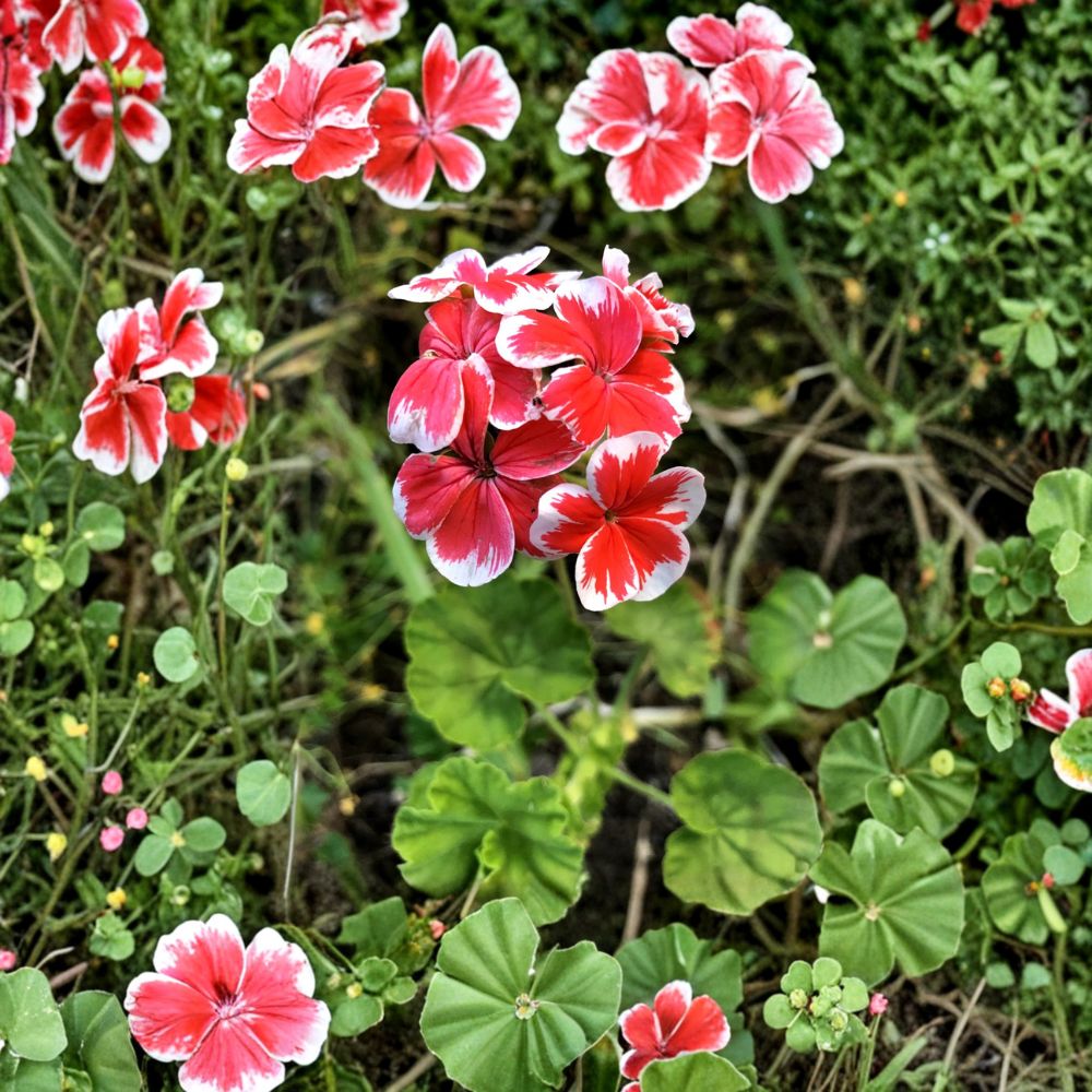 Rare Red & White Zonal Geranium Cutting | Live Pelargonium Starter Plant