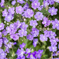 Mayflower Geranium Seeds – 25+ Premium Pelargonium x hortorum Seeds for Patio & Container Gardens