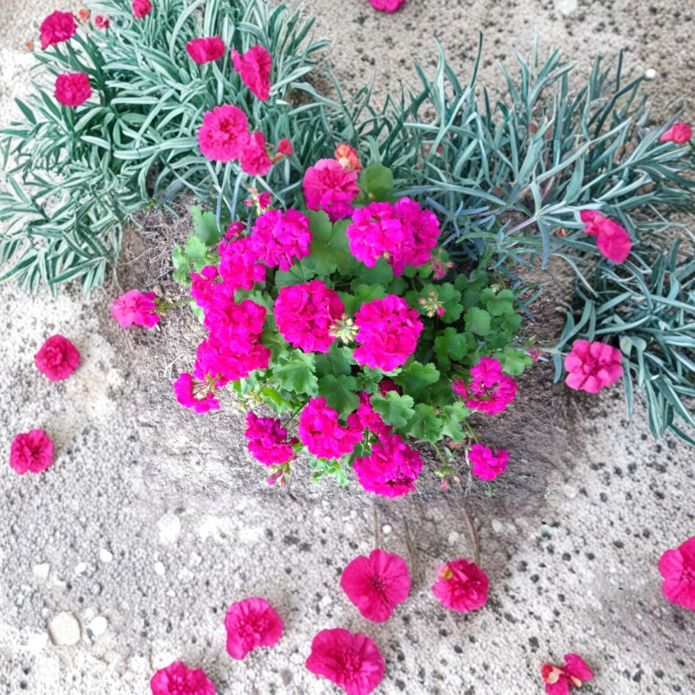 Magenta Geranium Cuttings – Pelargonium Live Plant Cuttings | 3 Unrooted 6 Inch Cuttings